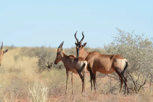 the antelope in the savannah