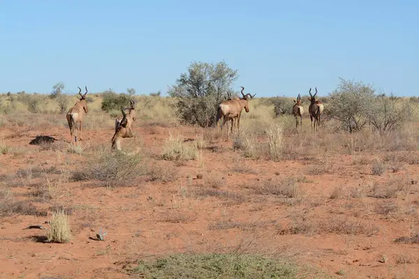 Savanadaki bir grup vahşi geyik.