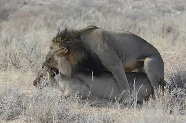 Afrika 'nın bozkırındaki aslan