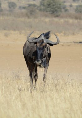 Afrika savanındaki büyük bufalo.