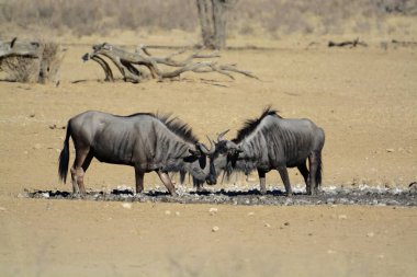 Kenya bozkırında vahşi at sürüsü.