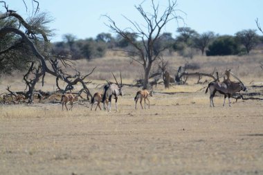 Zebralar Savannah grubu
