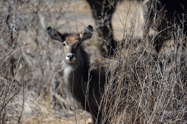 Afrika bozkırlarındaki milli parktaki vahşi kuantiloplar