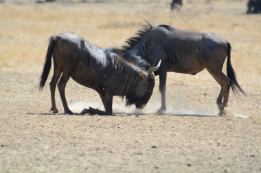 Kenya savanındaki vahşi antiloplar