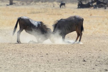 Vahşi antiloplar bozkırda