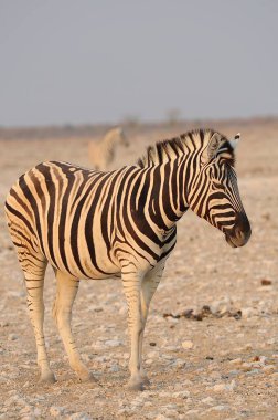 Çayırdaki zebra