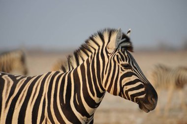 Zebra, zebra, hayvan, vahşi yaşam, fauna, vahşi yaşam, memeli, memeli doğa, hayvan