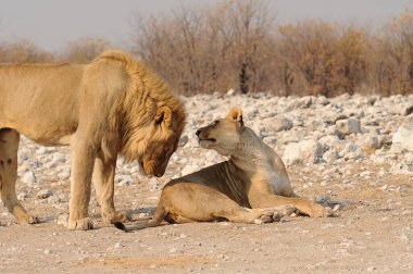 Çöldeki vahşi aslan