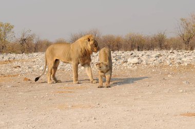 Çölde genç ve güzel bir aslan