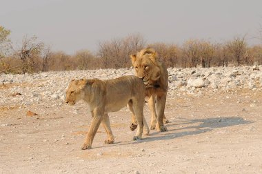 Etoşa 'daki genç aslanlar