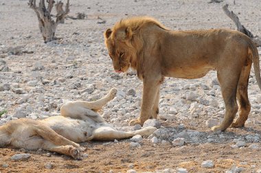 Ölü bir ağacın ortasında yerde dinlenen bir aslan..