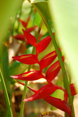 Bahçedeki kırmızı tropikal bitki