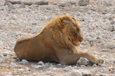 Etoşa Ulusal Parkı, Namibya 'da kumların üzerinde yatan aslan