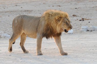 Birleşik Arap Emirliklerinin çölündeki aslan.