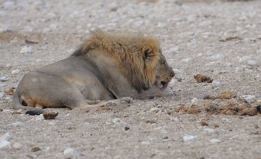 Yerde yatan bir erkek aslan.