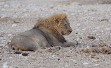 Çöldeki genç Afrika aslanı.