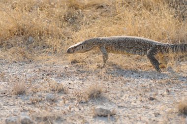 Kuru kumda yürüyen vahşi Afrika leoparı.