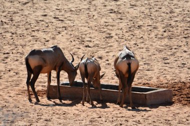 Çölde deve sürüsü