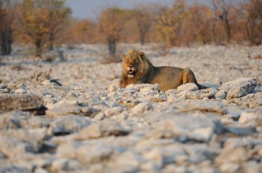 Afrika Bizonu, Syncerus fer, Kruger Park, Güney Afrika