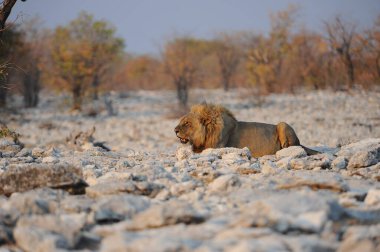 Güzel vahşi aslanlar bozkırda