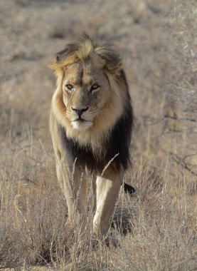 Kenya savanındaki aslan