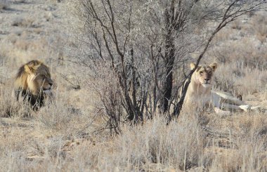 Vahşi doğadaki aslanlar.