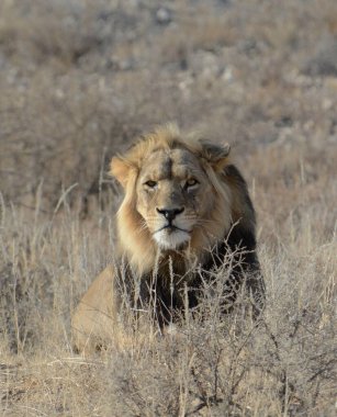 Kenya savanındaki aslan