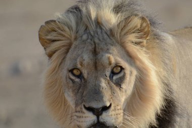 Aslan erkek, panthera leo