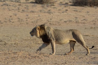 Namibya 'da Etoşa' da aslan