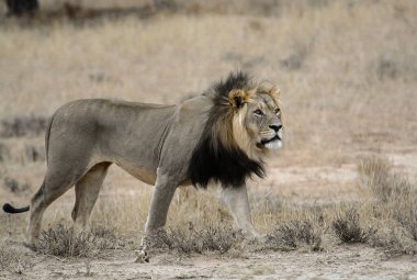 Zimbabwe savanındaki aslan.