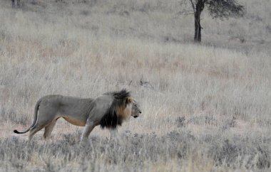 lion in the savannah in kenya africa