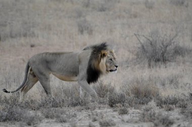 Etoşa Milli Parkı 'ndaki aslan.