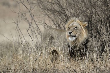 Kenya savanındaki aslan