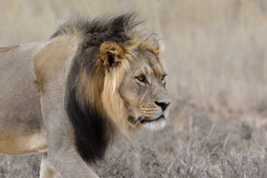 african lion in the wild of kenya