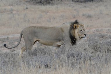 Kenya 'daki Afrika savanındaki aslan.