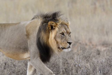 Kenya savanındaki aslan