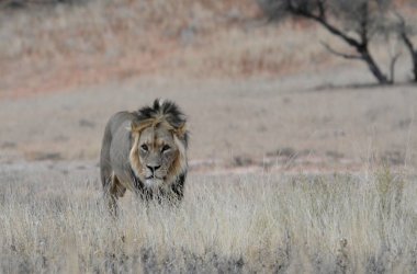 Kenya savanındaki aslan