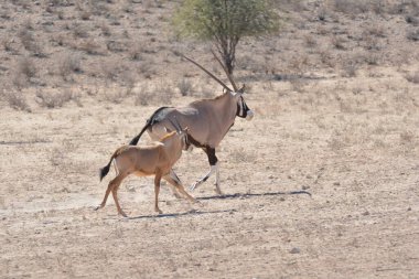 a beautiful shot of a gazelle in the desert