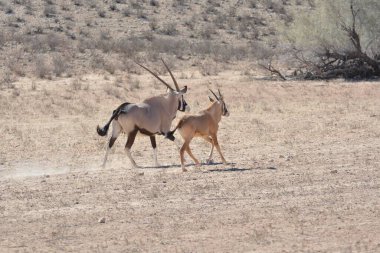 wild animals, nature shot, flora and fauna