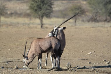 big african gazelle in the savannah of africa