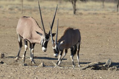 white - wildebeest in namibia