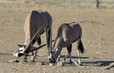 Etoşa Ulusal Parkı 'nda zebra, Namibya, Afrika