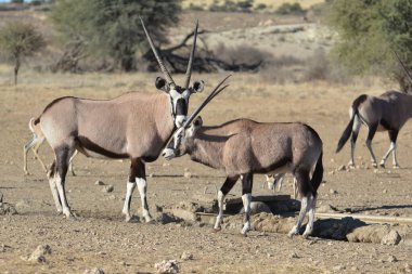 a group of wild gazelle grazing in the desert.