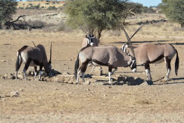 the group of gazelle in the zoo