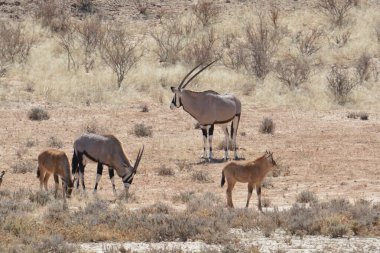 a beautiful shot of a herd of zebras in the middle of the desert