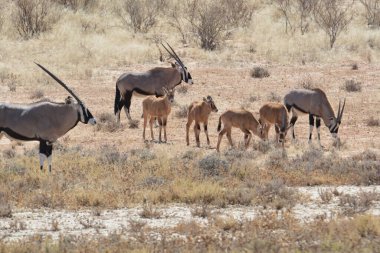 Savanadaki bir grup vahşi geyik