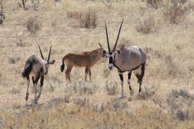 wild zebras on the savannah