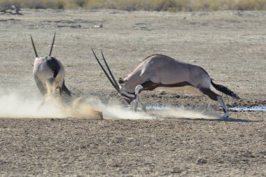 a pair of gazelle gazelle running in the field of the gazelle.