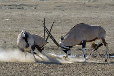 white - wildebeest ( connoetes notachaes ) walking in the desert, namibia