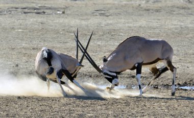 white wildebeest in the desert, africa